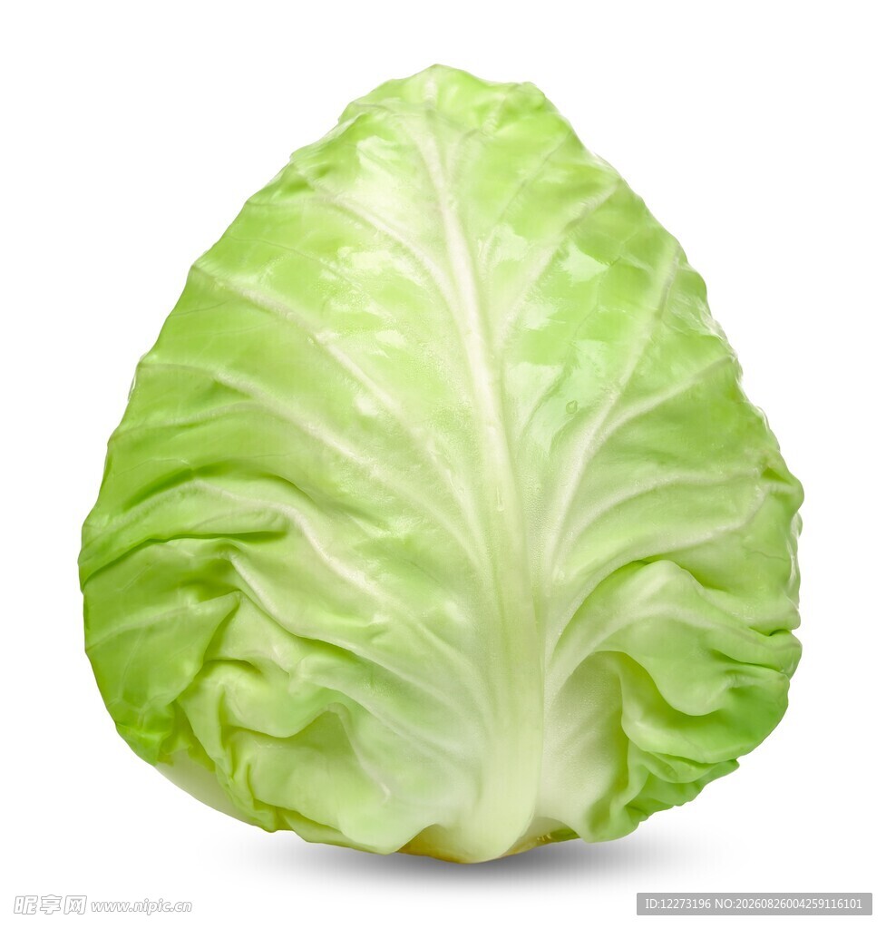 新鲜圆白菜
