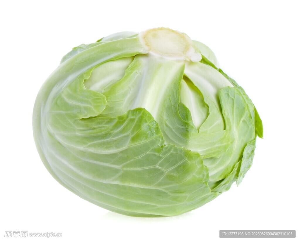 新鲜圆白菜