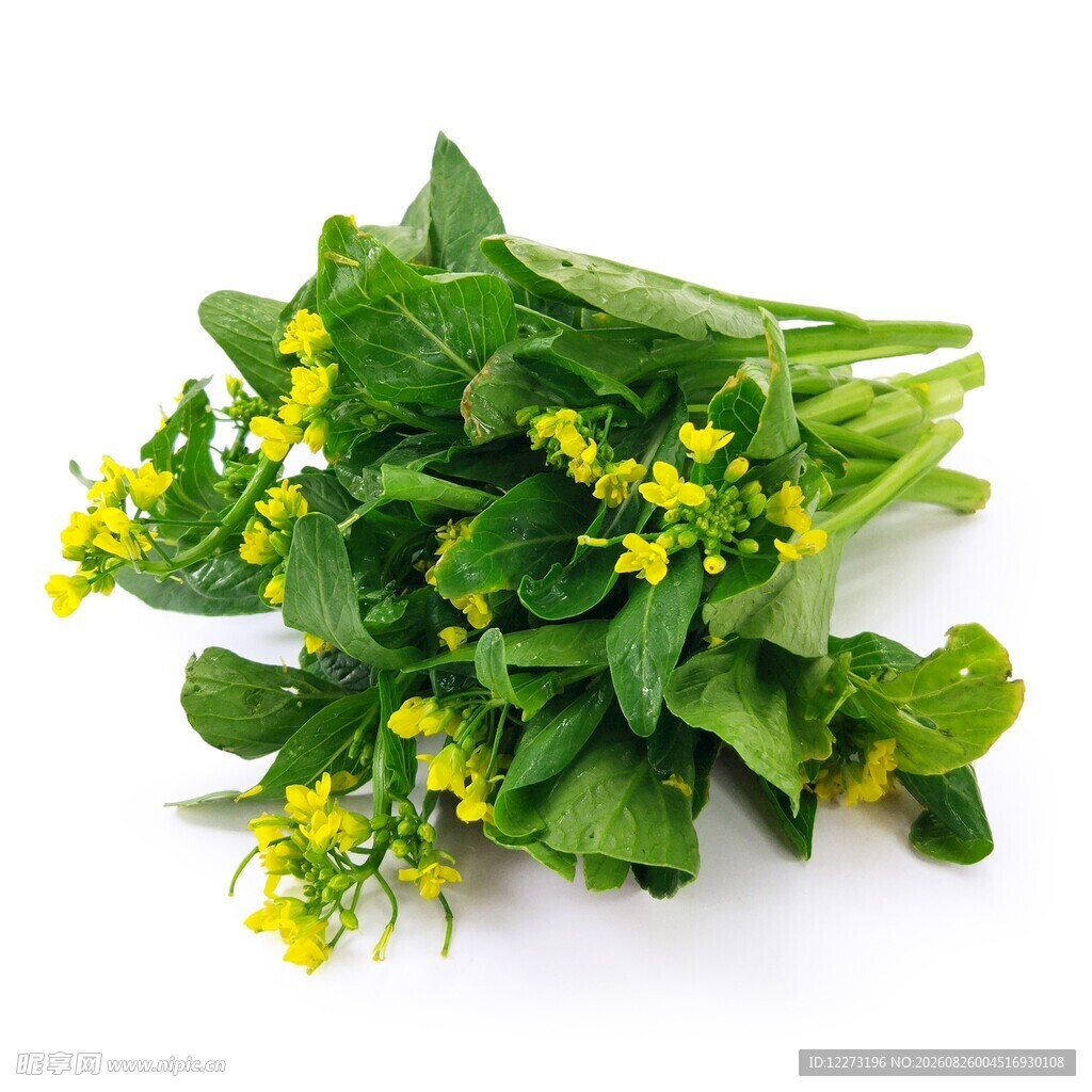 新鲜嫩油菜 