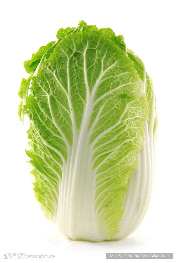 新鲜大白菜