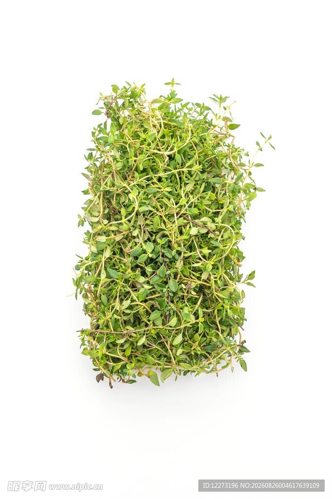 鲜绿茂盛的迷你苔藓植物