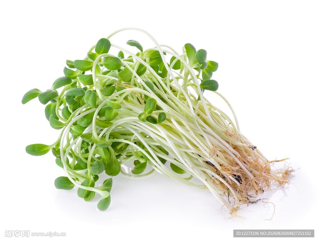 新鲜翠绿豆苗