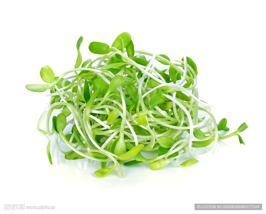 新鲜绿豆芽 