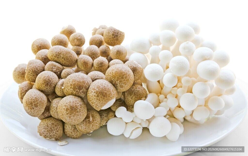 盘中双菇 