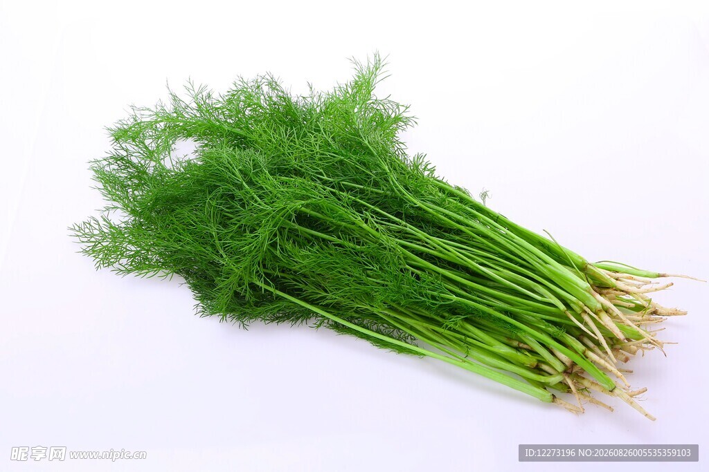 新鲜茴香蔬菜