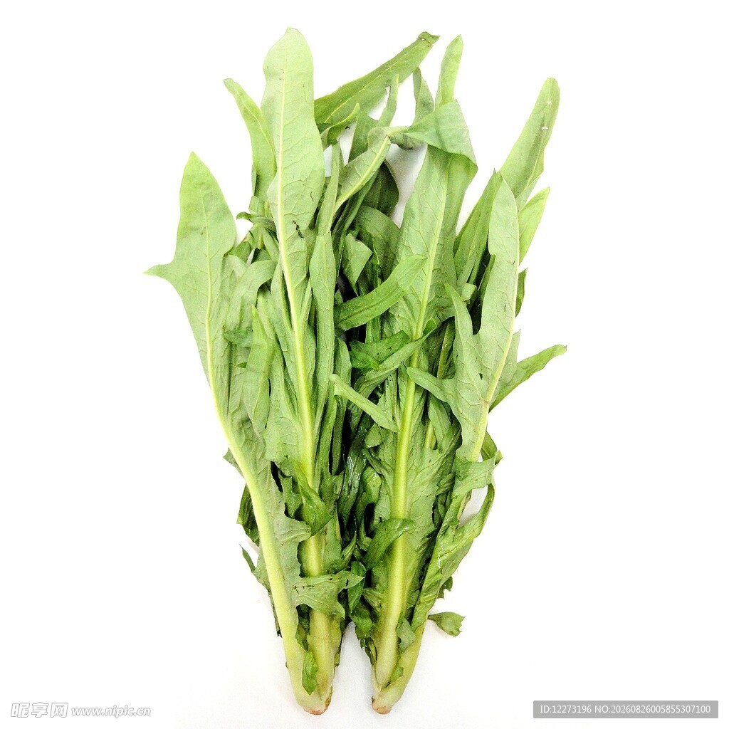 新鲜嫩绿的蒲公英菜