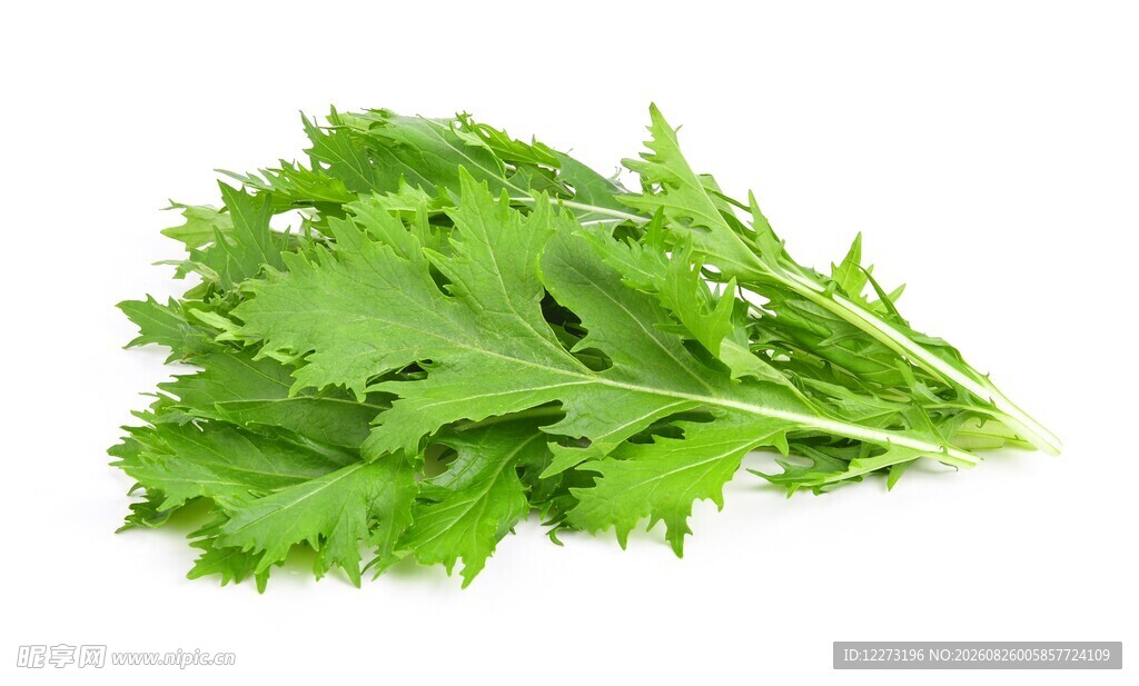 新鲜茼蒿蔬菜