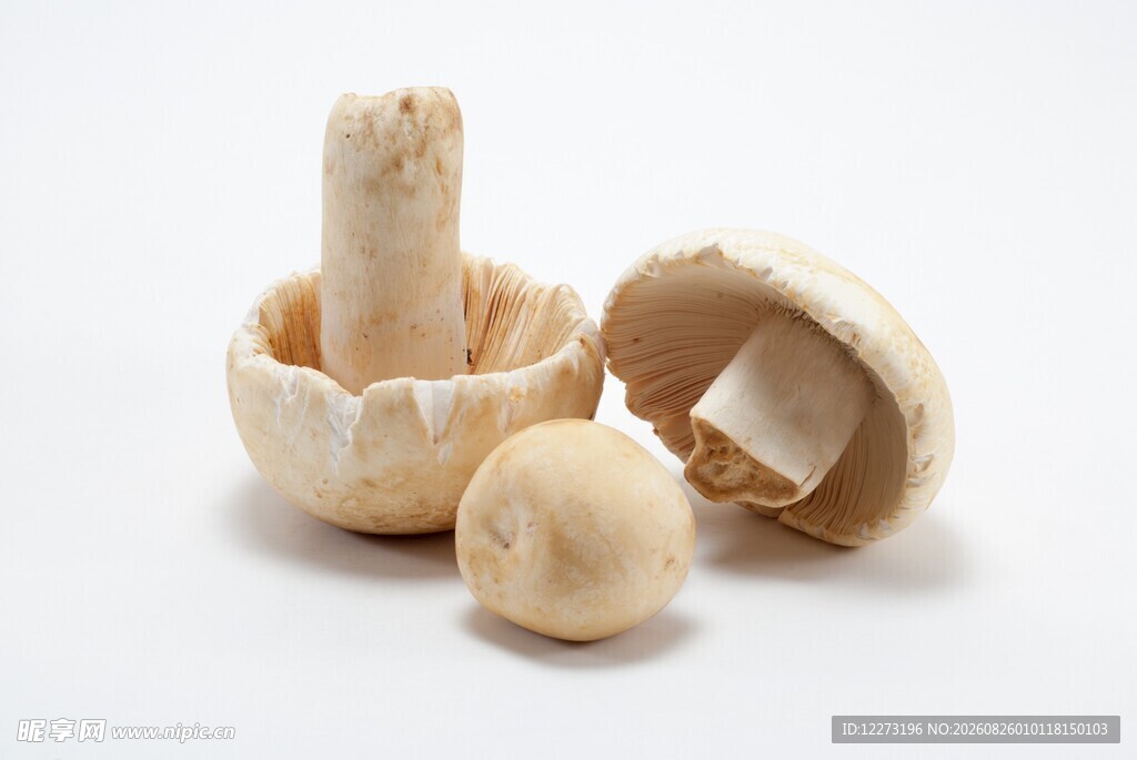 新鲜蘑菇 