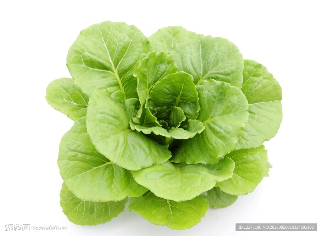 新鲜生菜