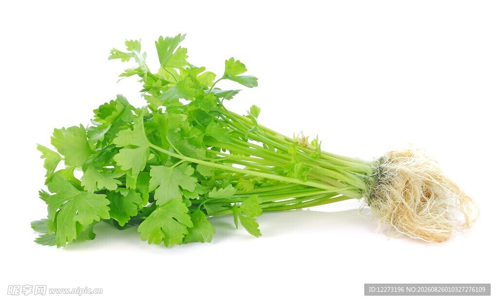 新鲜香菜带根 