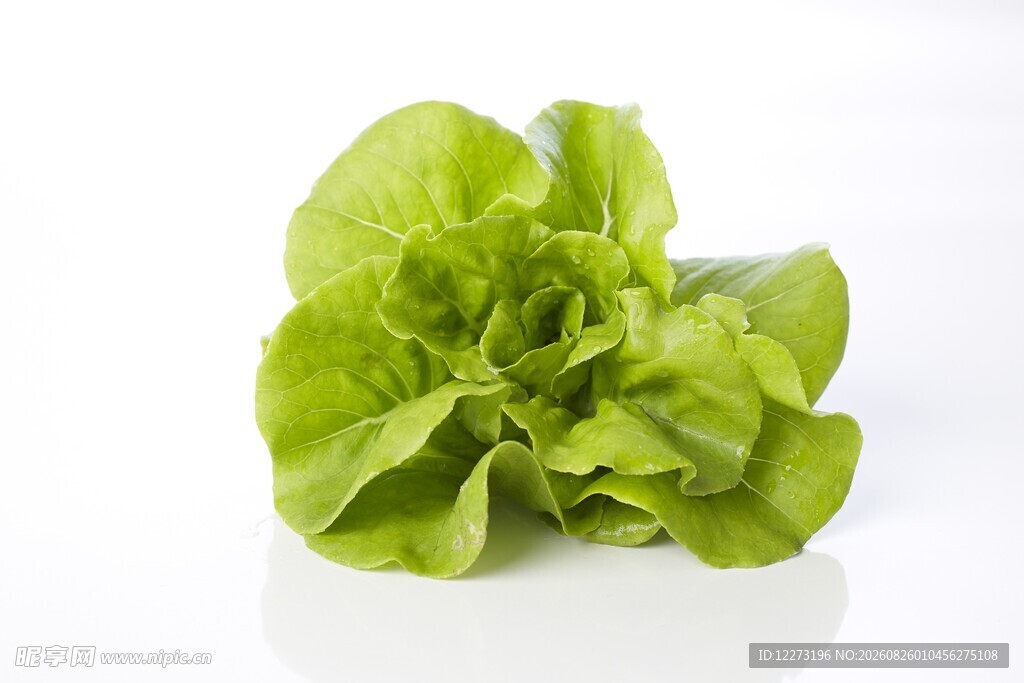 新鲜生菜 