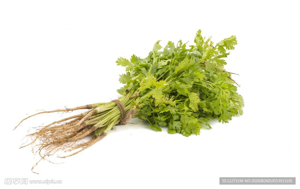 新鲜香菜带根