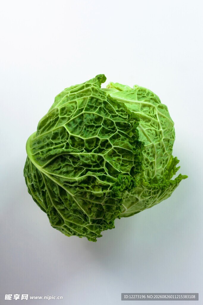 一颗新鲜的皱叶卷心菜