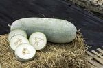新鲜冬瓜置于干草上
