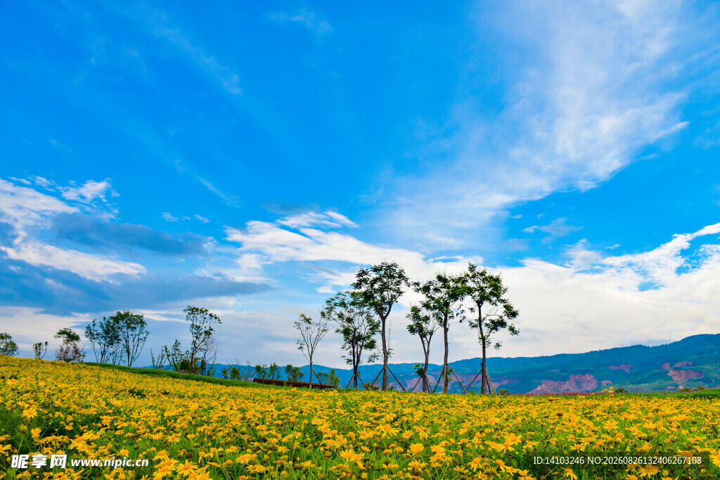 金黄花海与蓝天绿树美景