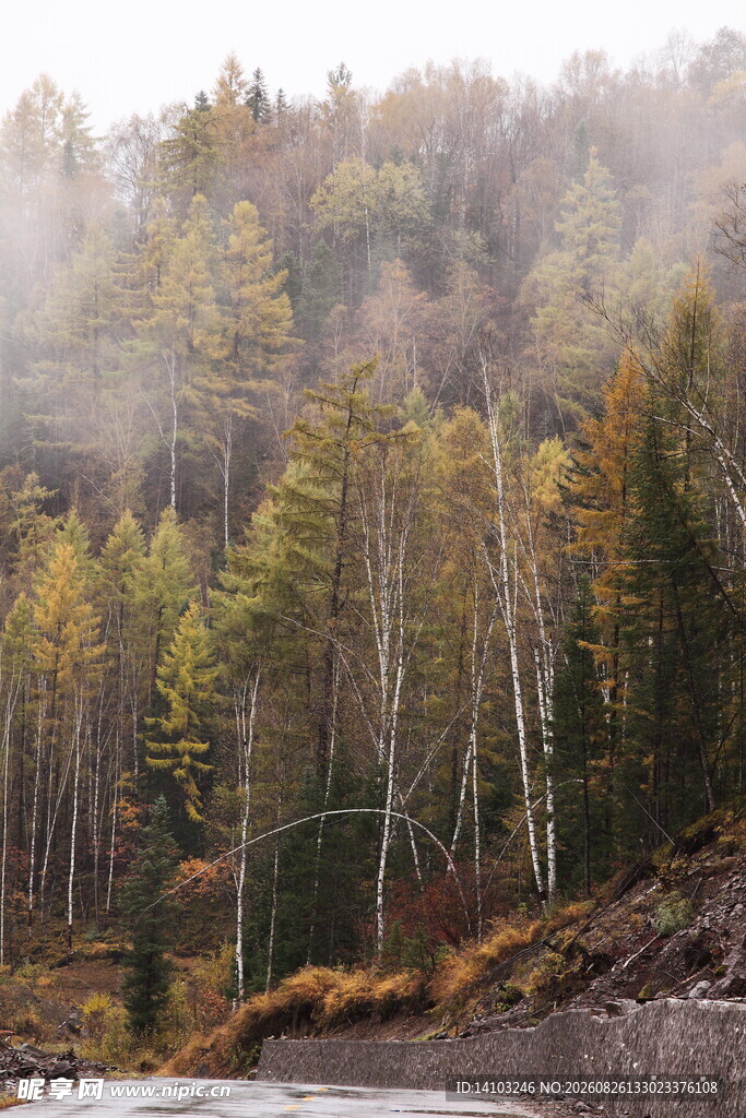 秋日山林晨雾朦胧美景