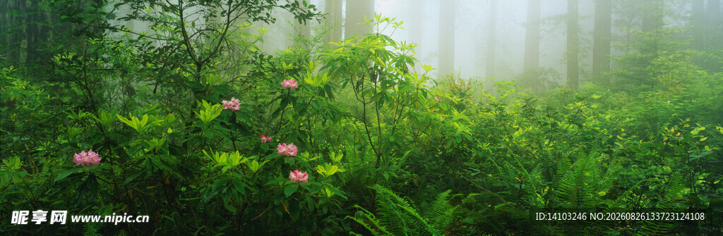 雾中花草绿意盎然的自然