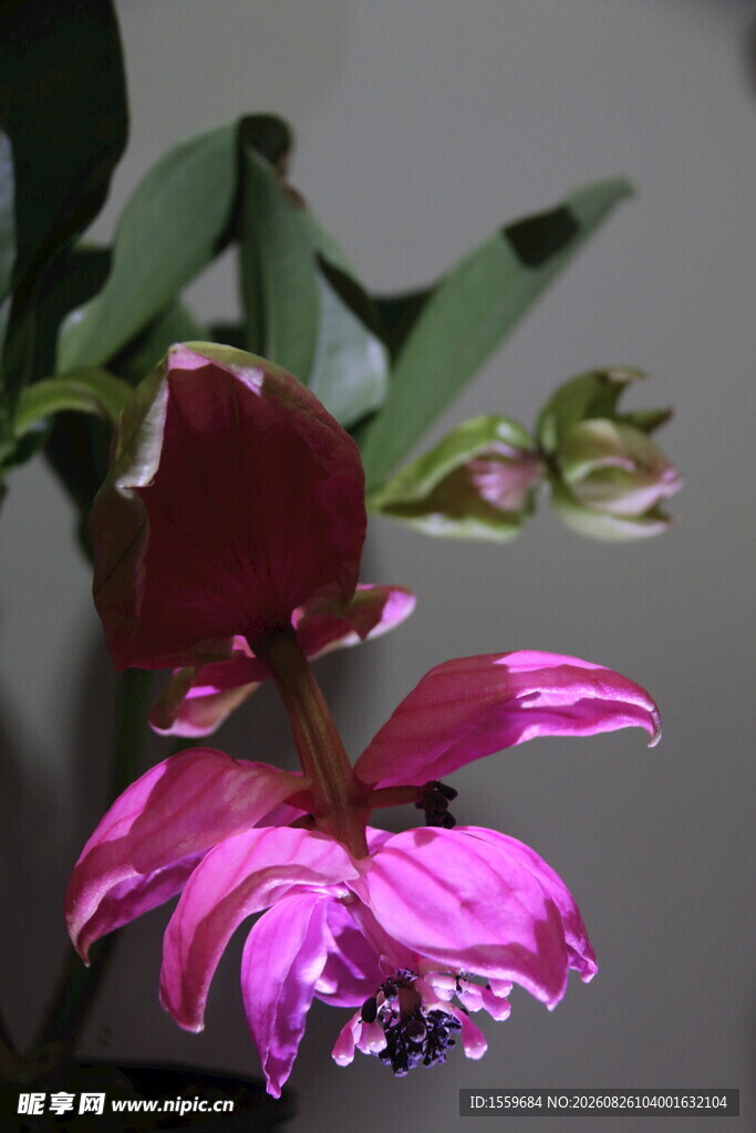 艳丽奇特的紫花植物 宝莲灯花