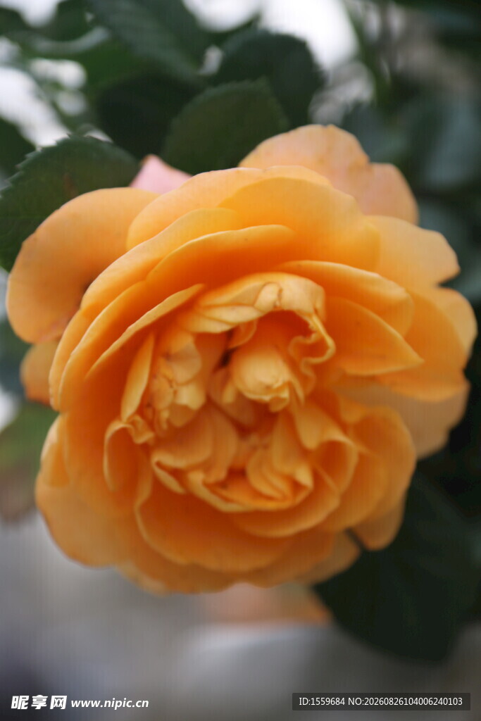娇艳橙色月季花