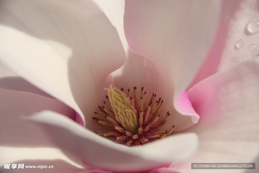 玉兰花特写