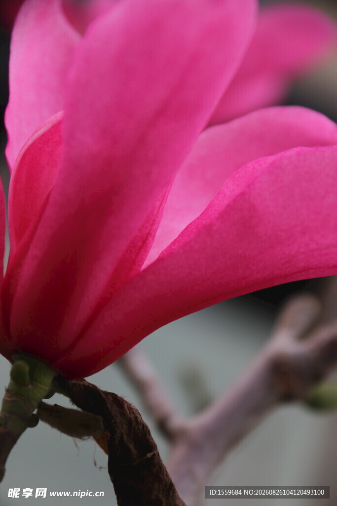 娇艳玉兰花特写