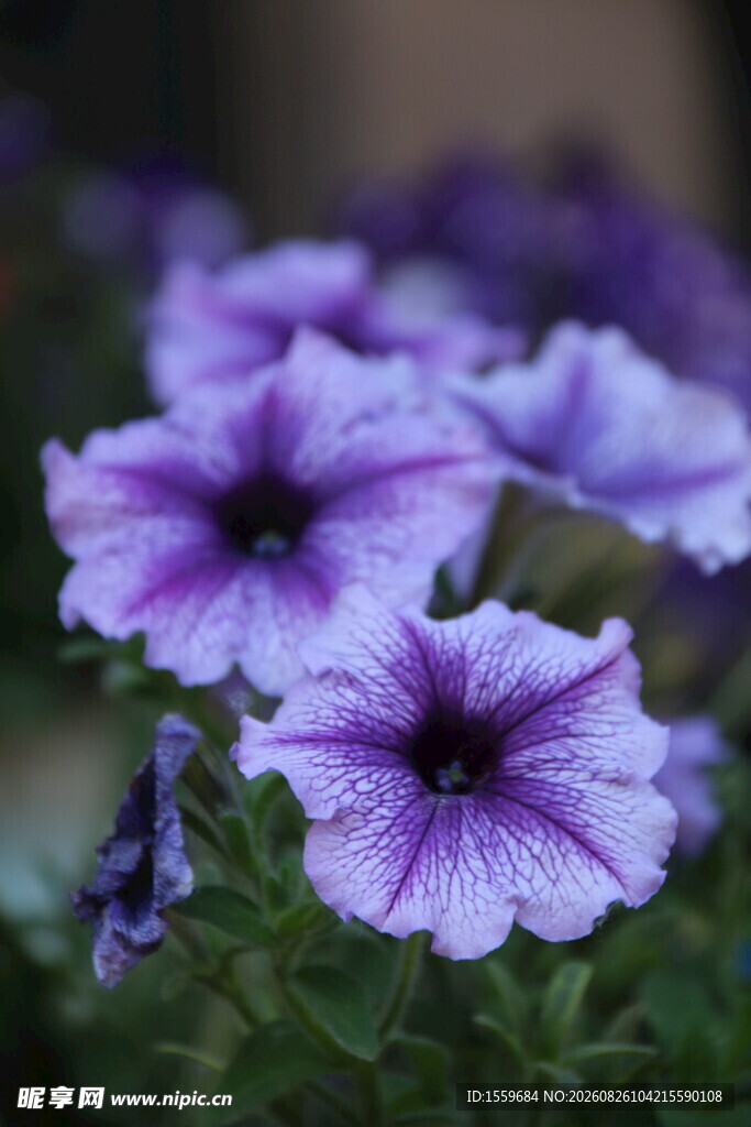 紫色矮牵牛花特写