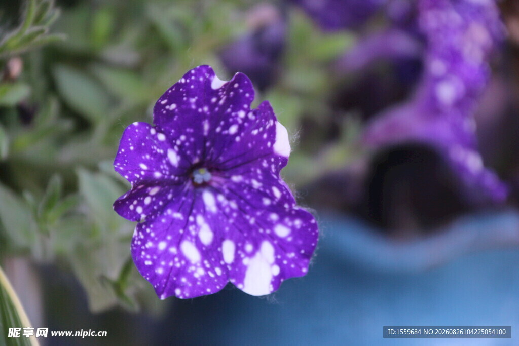 紫色斑点矮牵牛花特写
