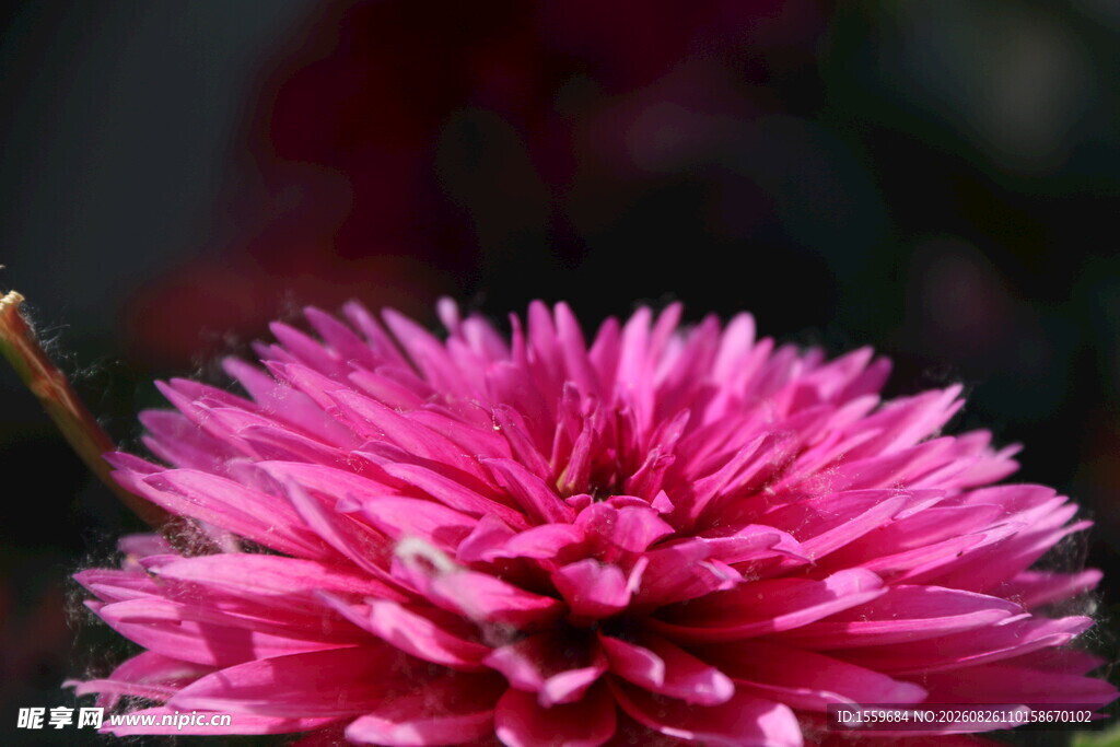 艳丽粉色花朵特写 菊花