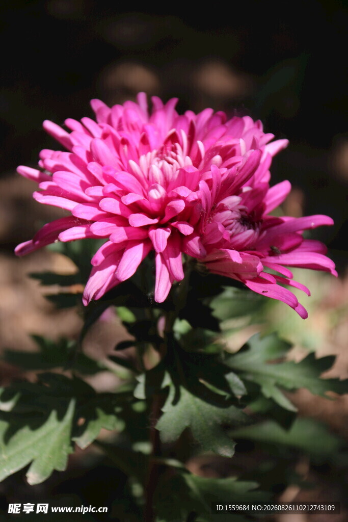 娇艳粉色菊花特写