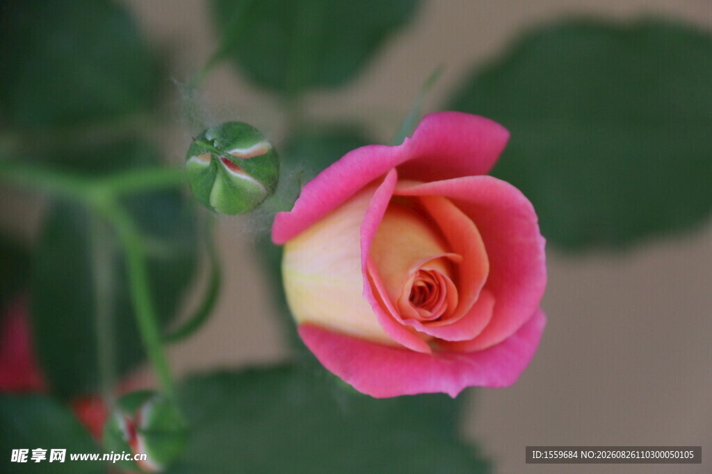娇艳粉色月季花