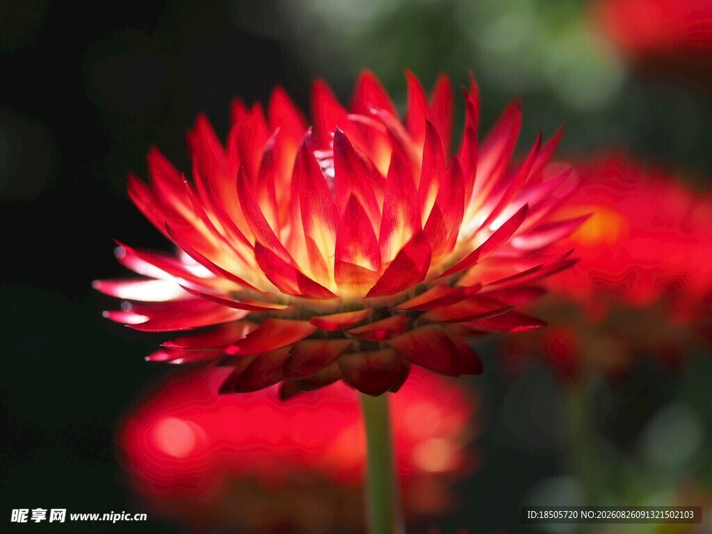 永生菊