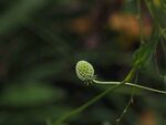 绿色球状植物特写