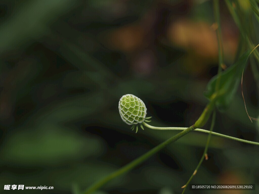 绿色球状植物特写