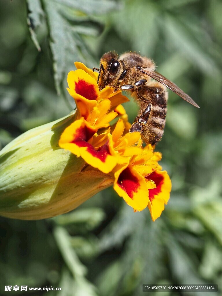 蜜蜂采蜜于艳丽花朵间