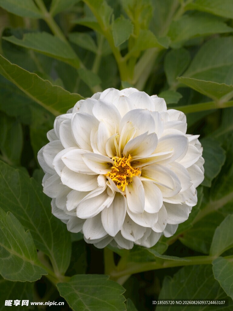 白色翠菊绽放