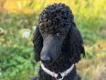 黑色贵宾犬户外可爱模样