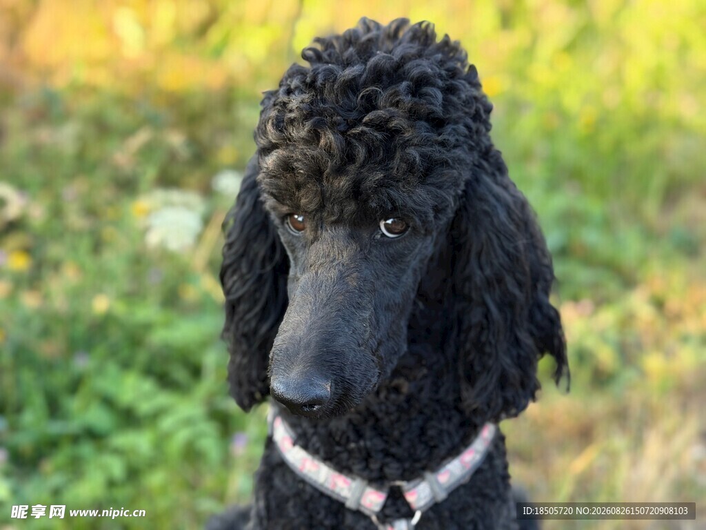 黑色贵宾犬户外可爱模样