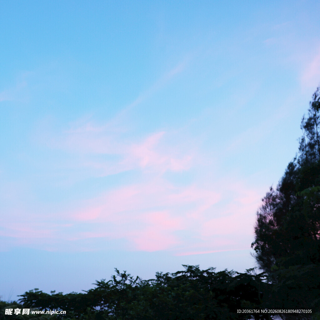 黄昏时分的天空与树梢