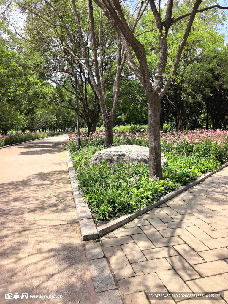 公园小径旁的绿植与树木