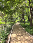 林间幽静步道