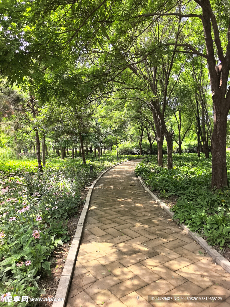 林间幽静步道