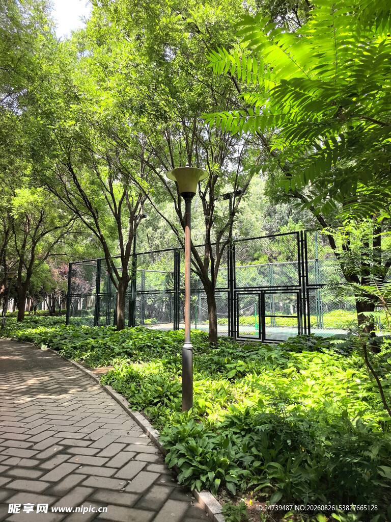 林间幽静步道