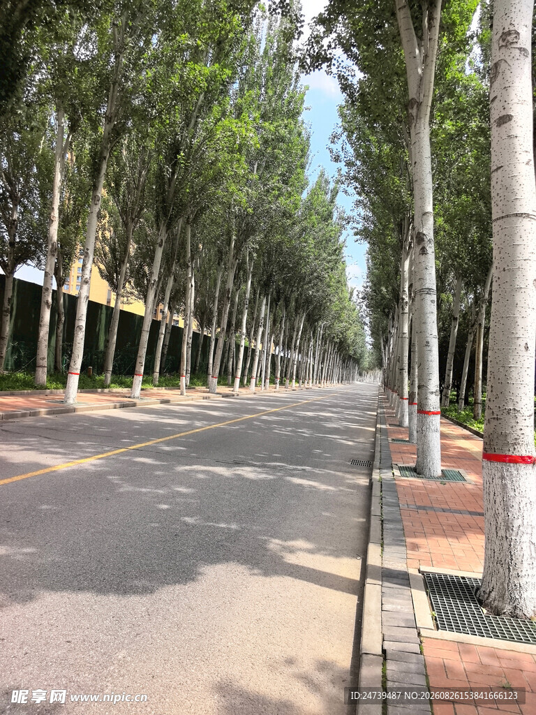 林荫大道