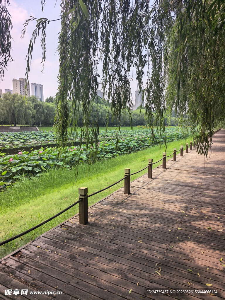 湖畔林荫步道