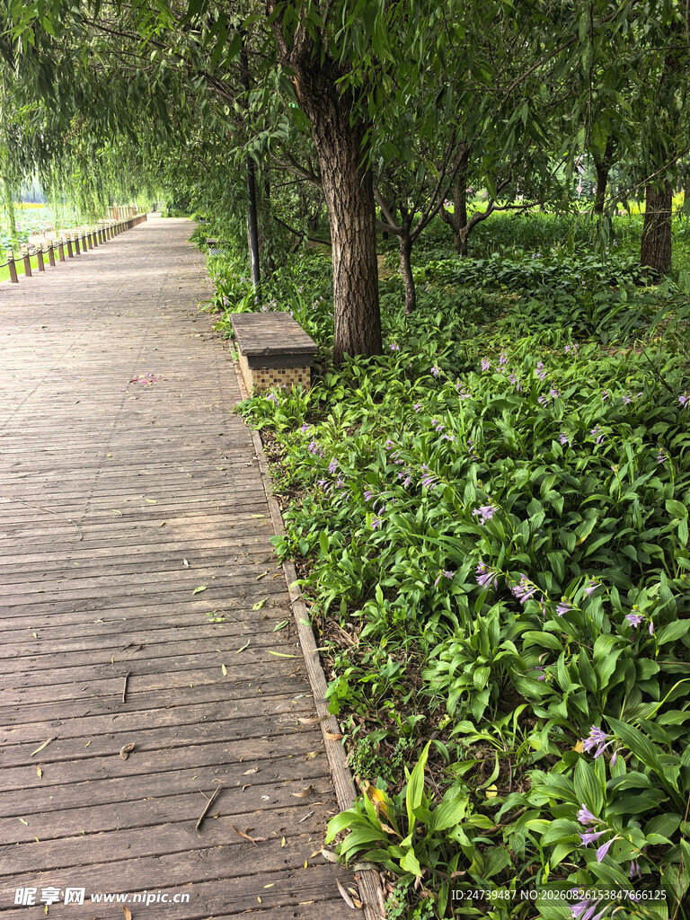 林间木栈道