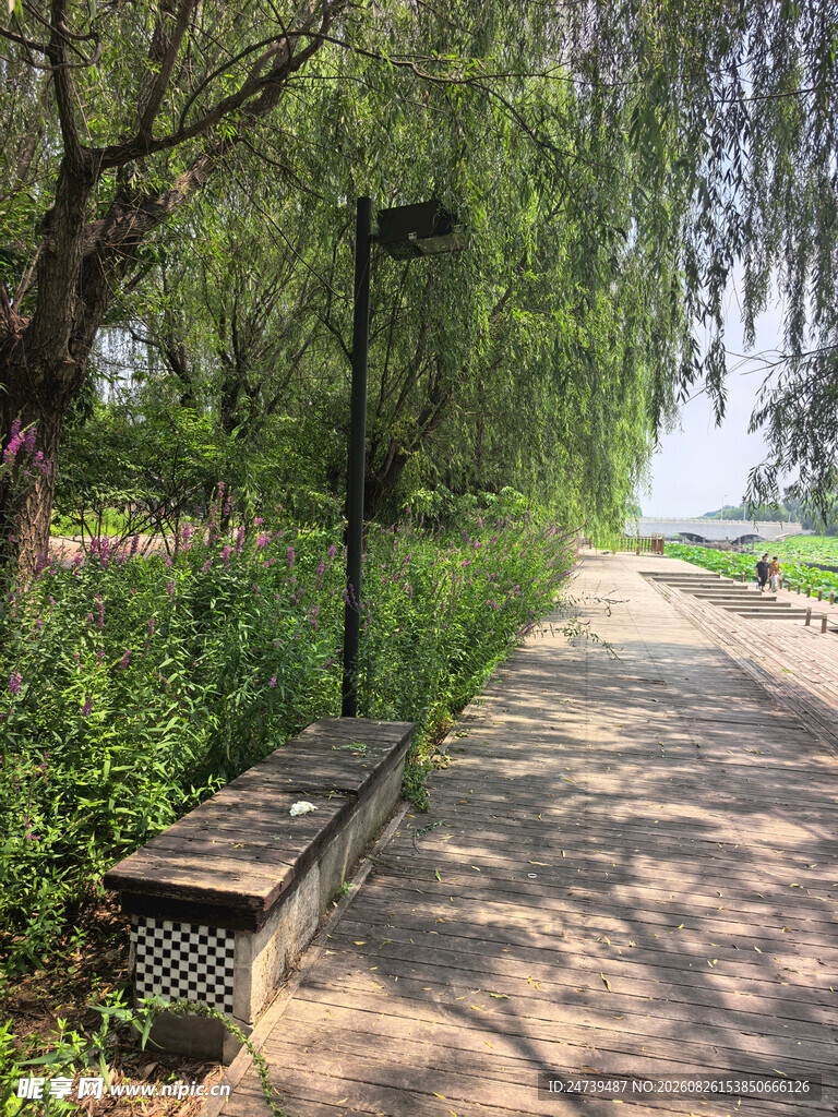林荫步道
