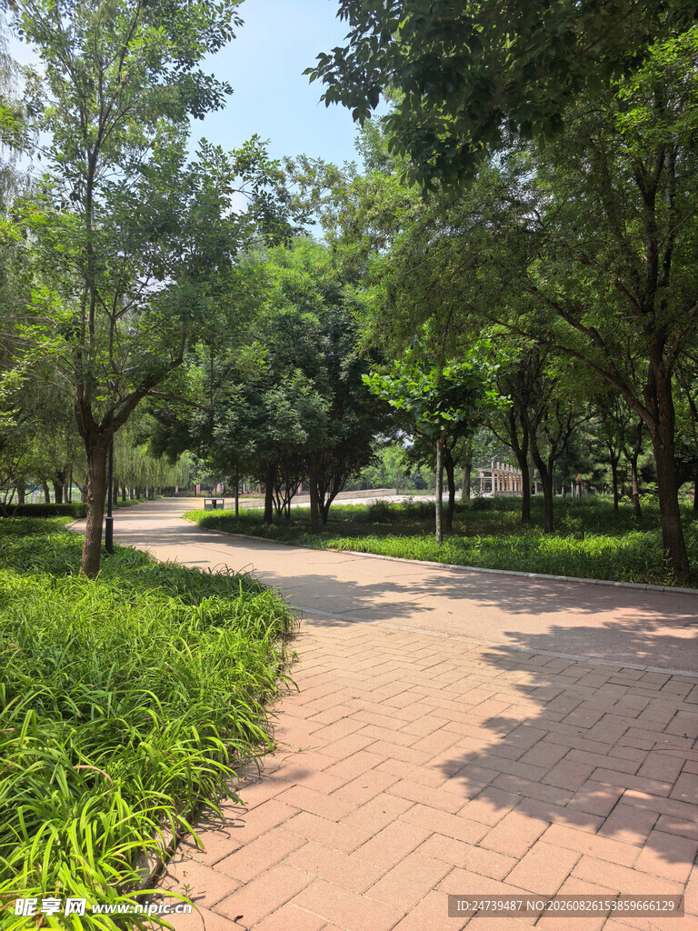 公园林荫小道