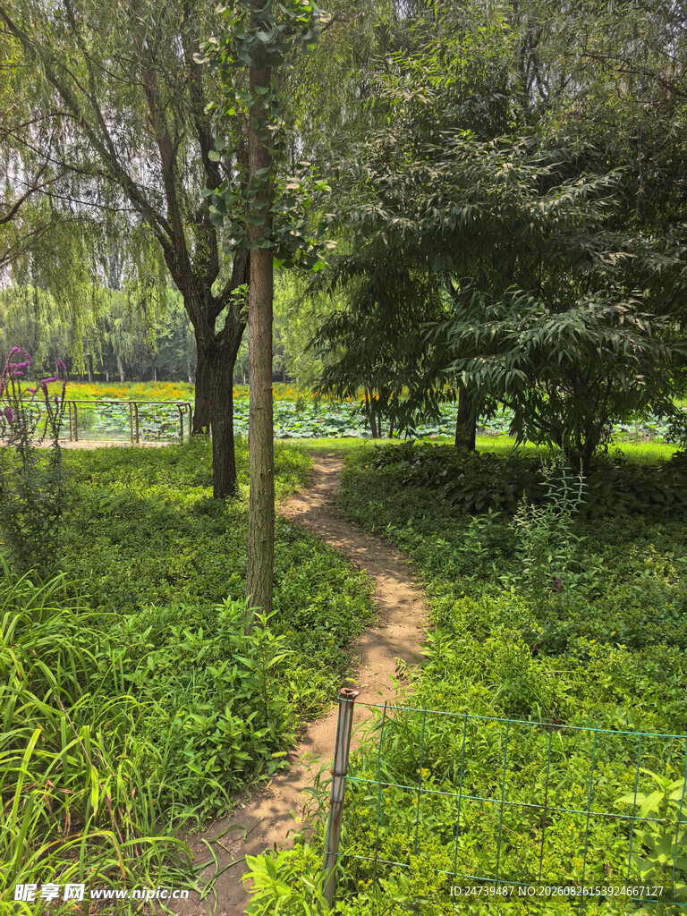 林间小径绿意盎然的自然景