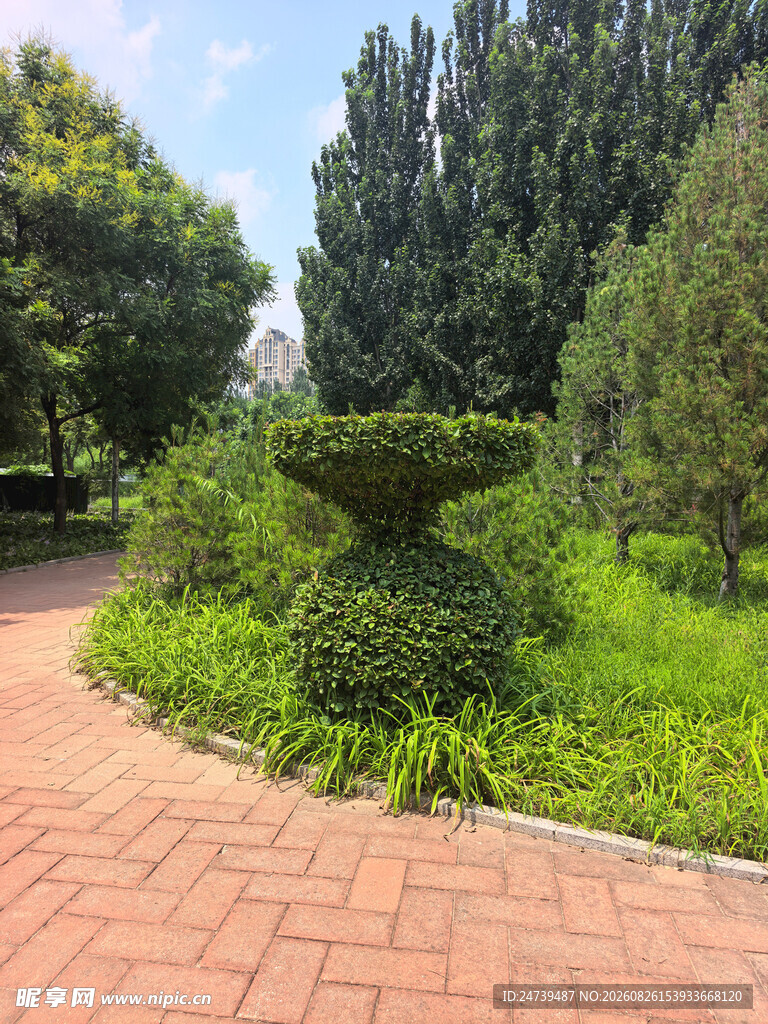 公园小径旁的绿植景观
