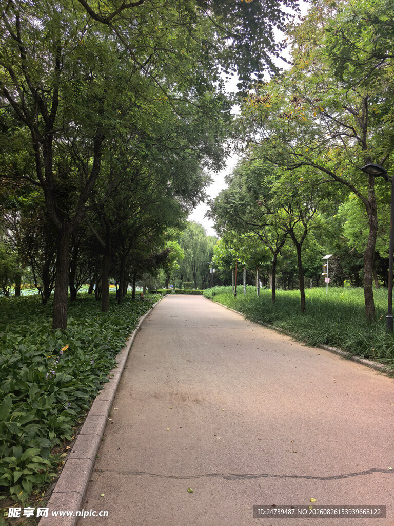 林间静谧小道